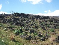 iara Scorciavacca-20110306 044